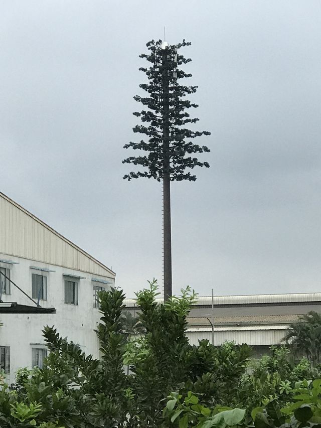 Pine Tree Cell Tower